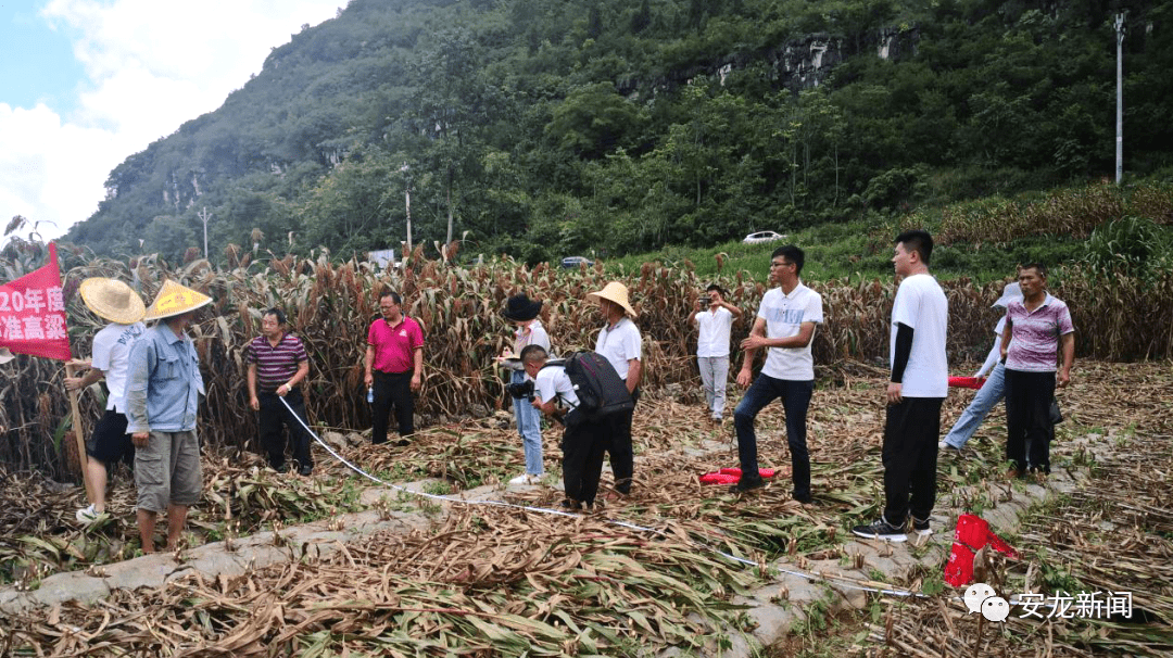 汉源县农业农村局新项目推动农业现代化助力乡村振兴