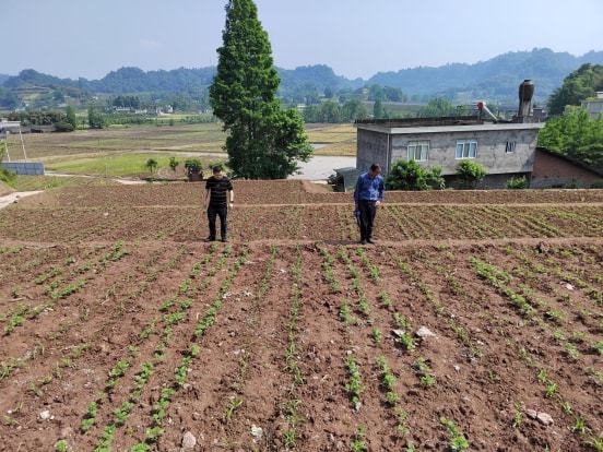 椒江区农业农村局新项目推动农业现代化，乡村振兴再添动力