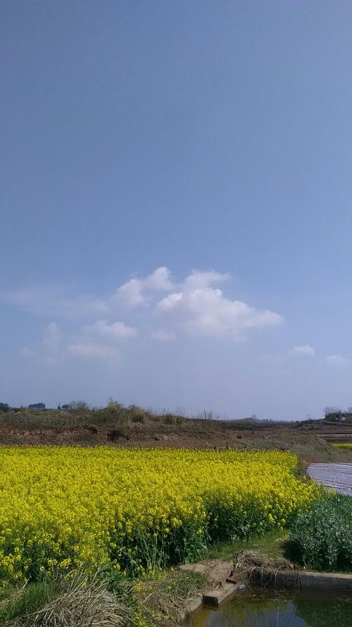 阳湖镇天气预报更新通知