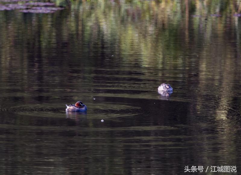 黑龙江红旗马场天气预报更新通知