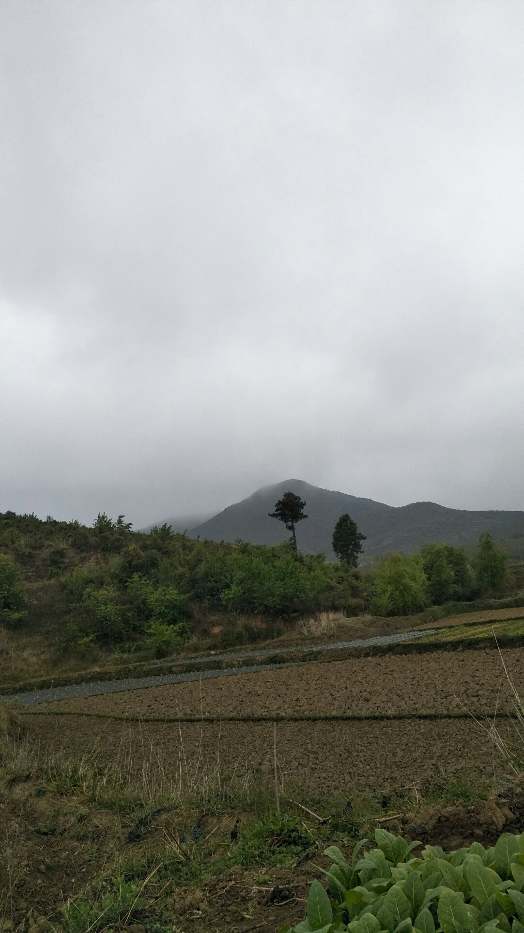 茶店乡天气预报更新通知