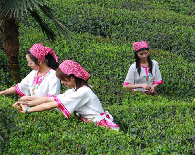 岩茶乡打造生态宜居茶旅融合示范区发展规划揭秘